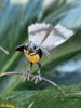 Metal garden art - Fantail on a Stem