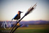 Bird on a Wheat Stalk Metal Sculpture