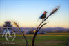 Bird on a Wheat Stalk Metal Sculpture