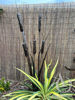 Metal Bulrush Single Garden Art