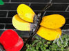 Butterfly on a Stem