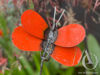 Butterfly on a Stem