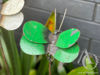 Butterfly on a Stem