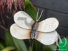 Butterfly on a Stem