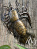 Crayfish metal wall mount