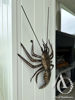 Crayfish metal wall mount