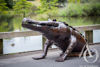 Metal Serwer Crocodile in a Drain