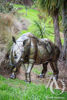 Scrap Metal Rhino