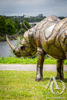 Scrap Metal Rhino