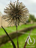 Metal Dandelion