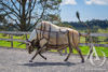 Scrap Metal Bull Life Sized