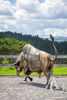 Scrap Metal Bull Life Sized