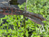 Metal Dragonfly on a stem