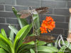 Metal Dragonfly on a stem