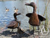 Metal Duck set of three