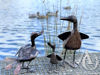 Metal Duck set of three