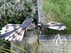 Metal garden art fantail