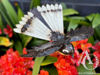 Metal garden art - Fantail hanging