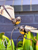 Metal garden art - Fantail on a Stem