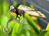 Metal garden art - Fantail on a Stem