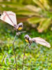 Metal garden art - Fantail on a Stem