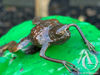 Metal Frog on a Lily Pad