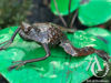 Metal Frog on a Lily Pad