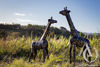 Metal Giraffe sculpture