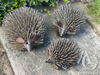 Metal Hedgehog set of 3