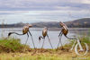 Metal Heron Sculpture Garden Art