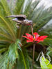 Hummingbird Stem Garden Art