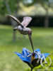 Hummingbird Stem Garden Art