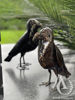 Metal Kea Parrot