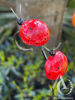 Metal Ladybirds on a stem