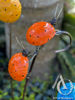 Metal Ladybirds on a stem