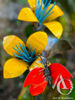 Lily Stem with Butterfly