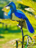 Scrap Metal Garden Art Kereru Sculpture