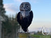 Metal Morepork Owl