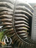 Metal NZ Fern Sculpture