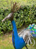 Metal Peacock Sculpture