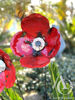 Scrap Metal Poppy Stem