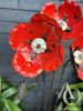 Metal Poppy Stem with seed pod