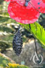 Metal Poppy Stem with seed pod