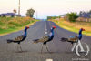 Metal Pukeko