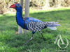 Metal Pukeko