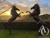 Metal Rearing Horse Sculpture