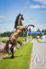 Metal Rearing Horse Sculpture