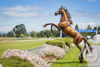 Metal Rearing Horse Sculpture