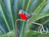 Metal Wall Art - Robin on a Stem