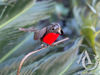 Metal Wall Art - Robin on a Stem